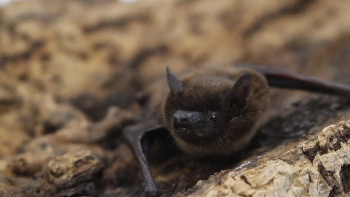 This is an evening bat. Jefferson County health officials are warning people that several bats found in homes and on trails in recent months have tested positive for rabies. (Northern Colorado Wildlife Center/TNS)