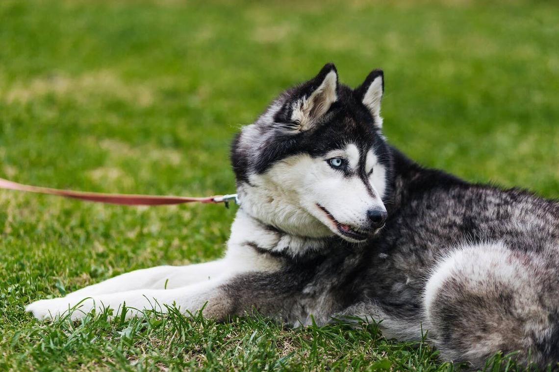  A leashed Husky laying on the grass. 