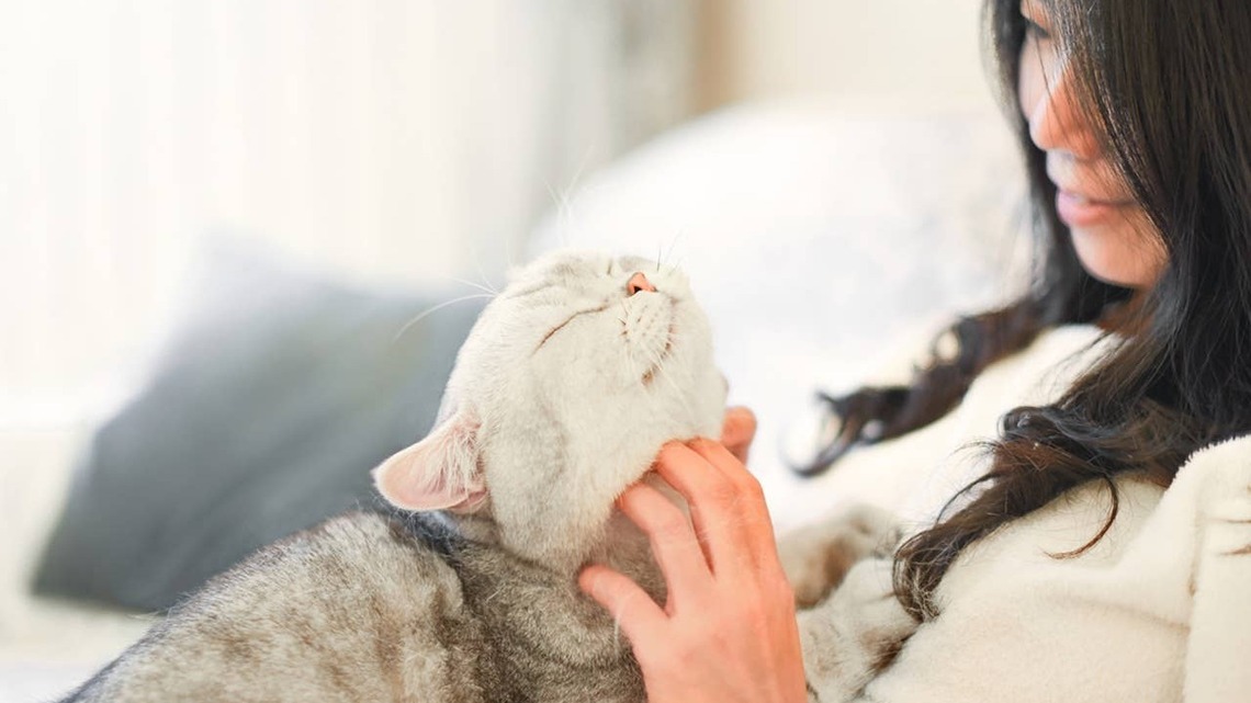 What Cat Breed Reflects Your Soul, Based on Birth Month 