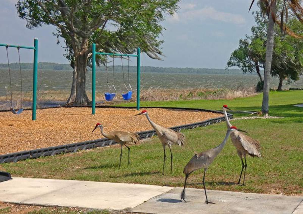  A group of sandhill cranes wander near the playground at Griffin Park. Photo credit: Kathleen Walls 