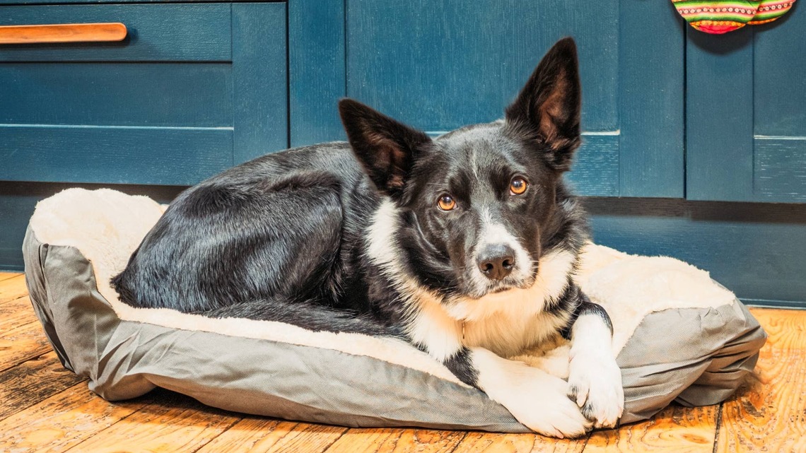 The Most Common Late-Summer Mistake Dog Owners Make 