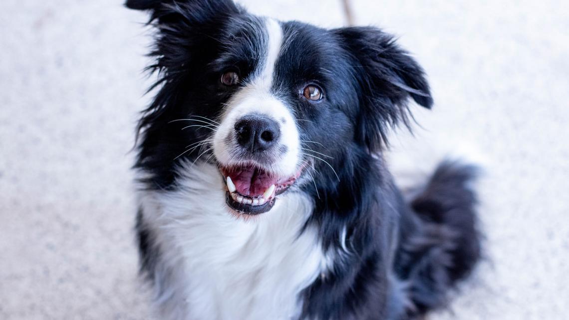 Border Collie Achieves 'Diamond' Status With Flawless Regency Dance 