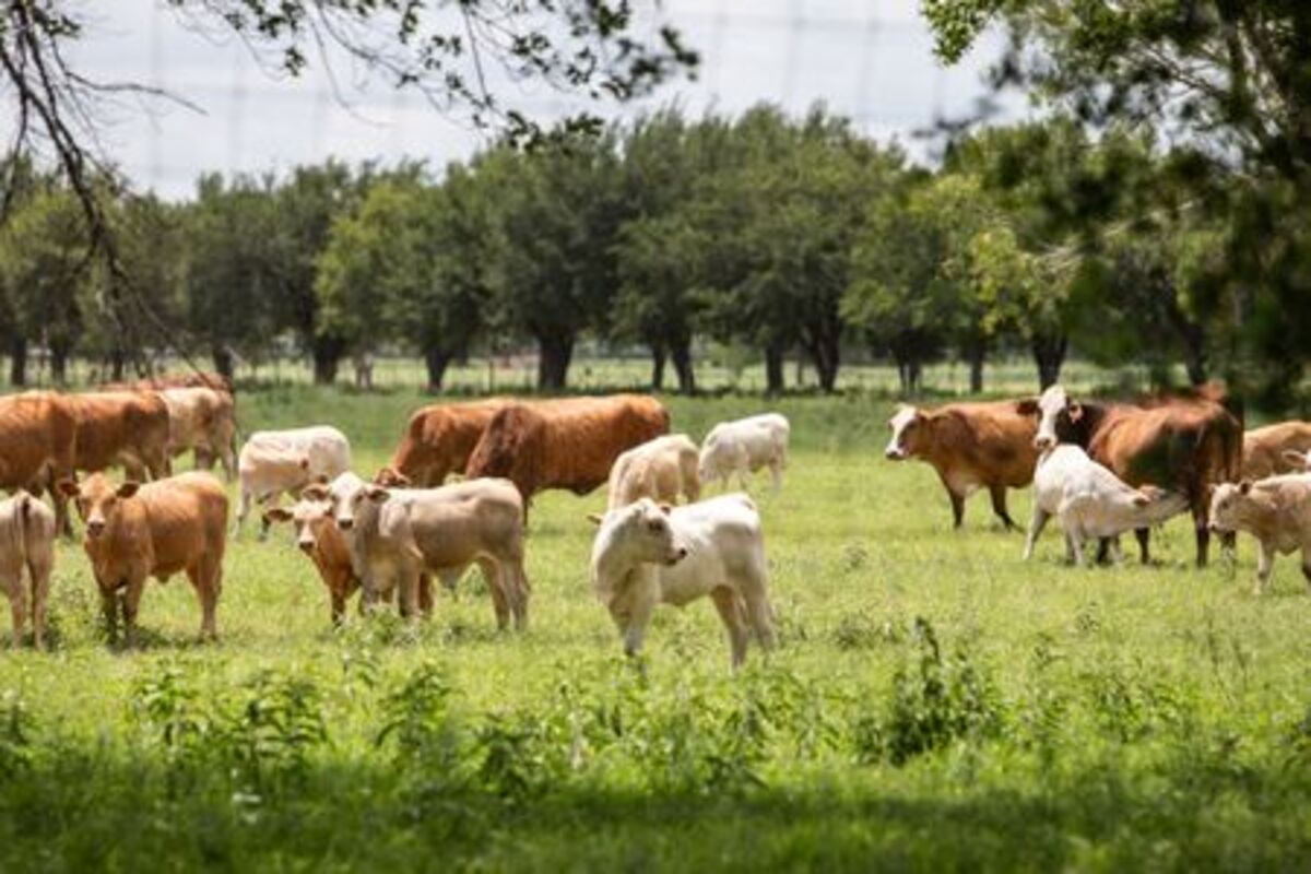 A herd of cattle graze a pasture, a day after the U.S. Department of Agriculture confirmed that New World screwworm was detected in a Texas calf, near Zavala County, Texas, U.S. June 4, 2026.  REUTERS/Kaylee Greenlee