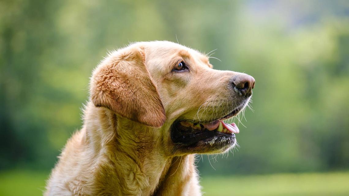 Golden Retriever Mix Waits Each Day for Neighborhood Kids to Come Play and It's Melting Hearts 