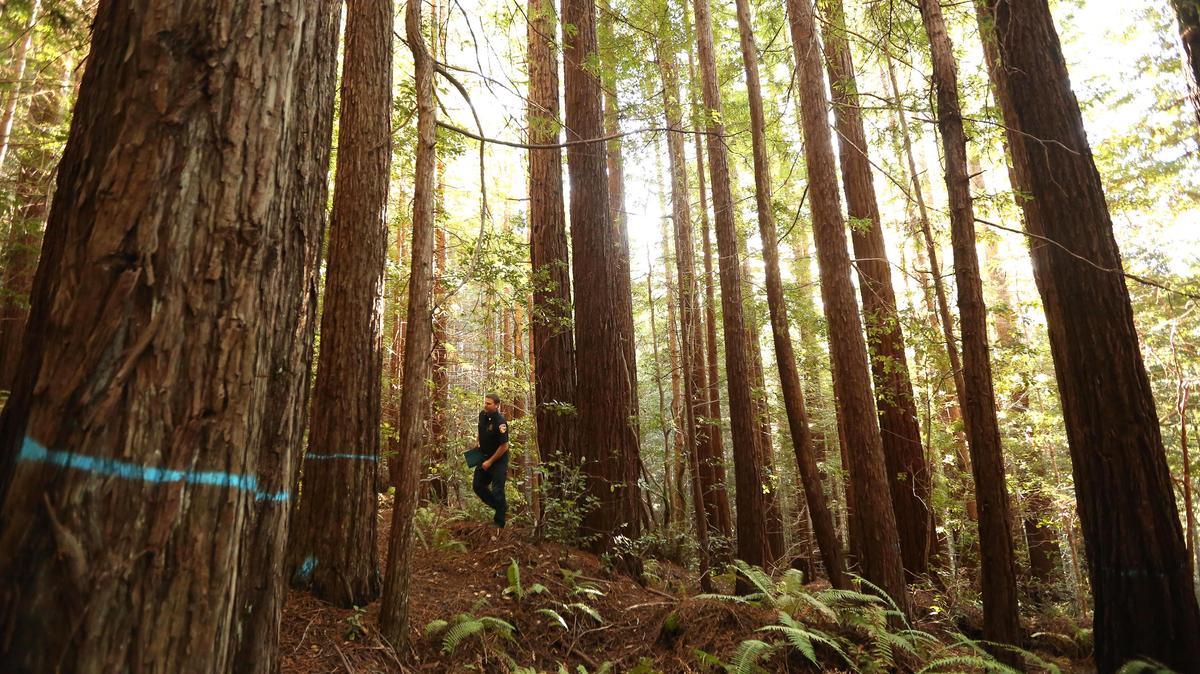 Cal Fire State Forest Program Manager Kevin Conway walks toward redwood trees marked, left, to be cut down as part of the Caspar Watershed Experiment in the Jackson Demonstration State Forest in Caspar, California, on Jan. 25, 2022. (Genaro Molina/Los Angeles Times/TNS)