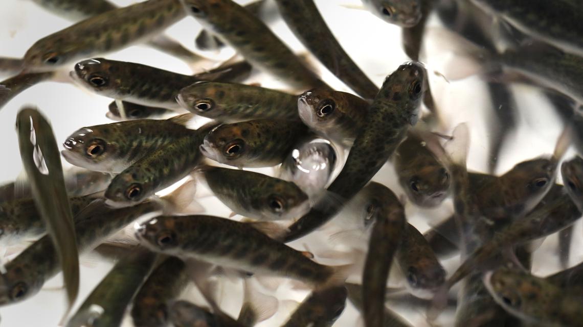 Commentary: Factory farming of fish is brewing pathogens 