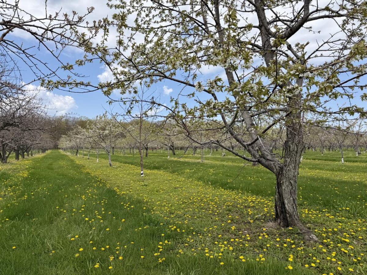  Lautenbach orchard cherry trees begin to bloom in mid-May. Photo credit: Cathy Bennett Kopf 