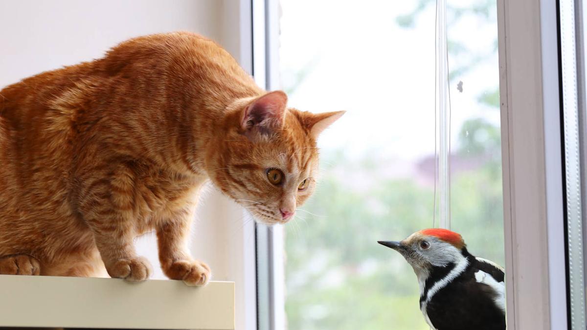 Cat and bird. 