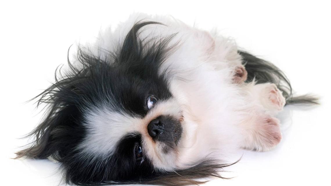 Take a Break and Watch This Pekingese Puppy Fall Asleep During His First Haircut 