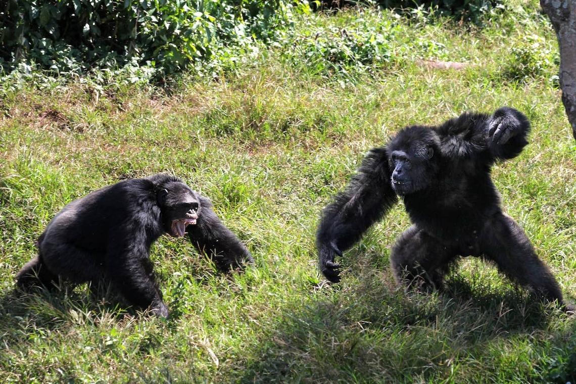  Two chimpanzees fighting.