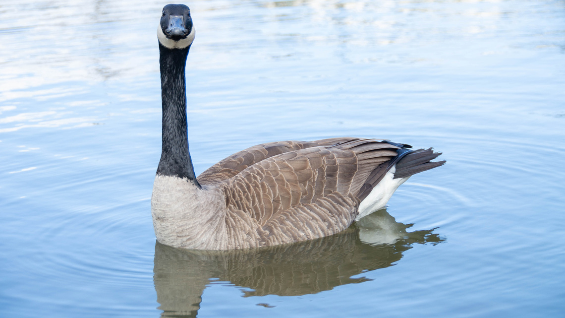 A goose joined a crane family. How often do animals adopt across species in Minnesota? 