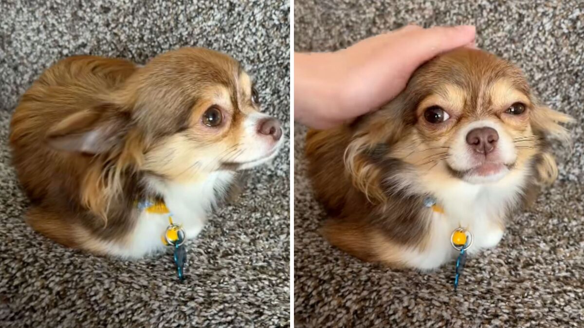 Screenshots from a June 1 TikTok video of an owner's adopted Chihuahua sitting in a "loaf" position, like cats often do. 