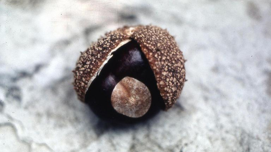 Over the Garden Gate: Ohio Buckeye vs. Yellow Buckeye