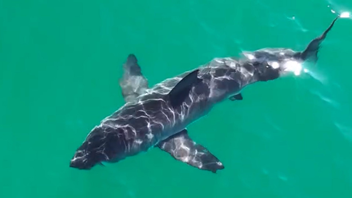 Kayaker bitten by shark in SoCal. What we know