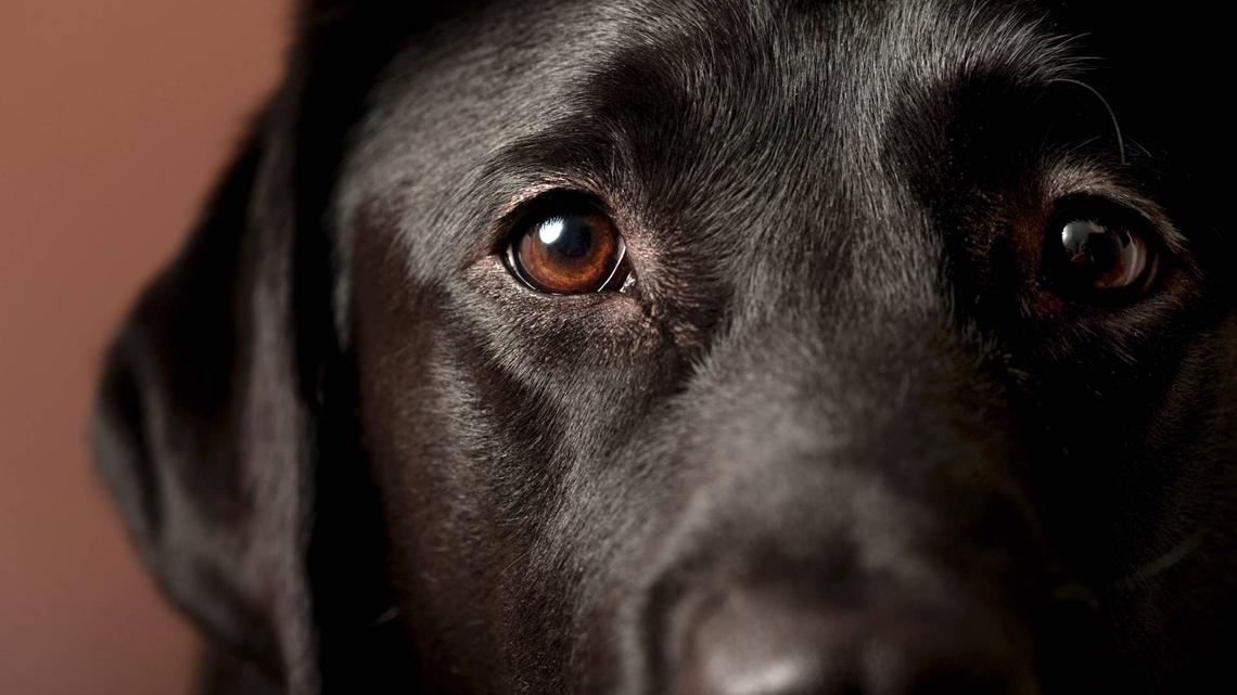 Adorable Labrador Does 'Extreme Wiggle Butts' for Peanut Butter-We're All Jealous of His Joyful Vibe 