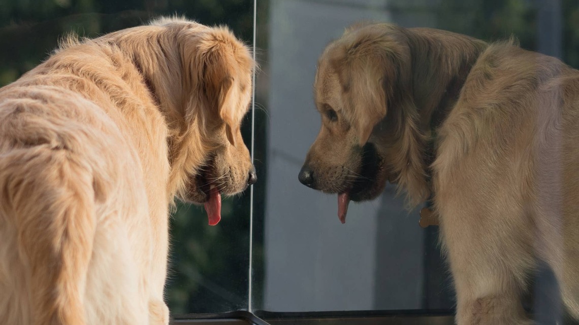 Golden Retriever 'Checks Himself Out in the Mirror' Like He's Doing Self-Affirmations 