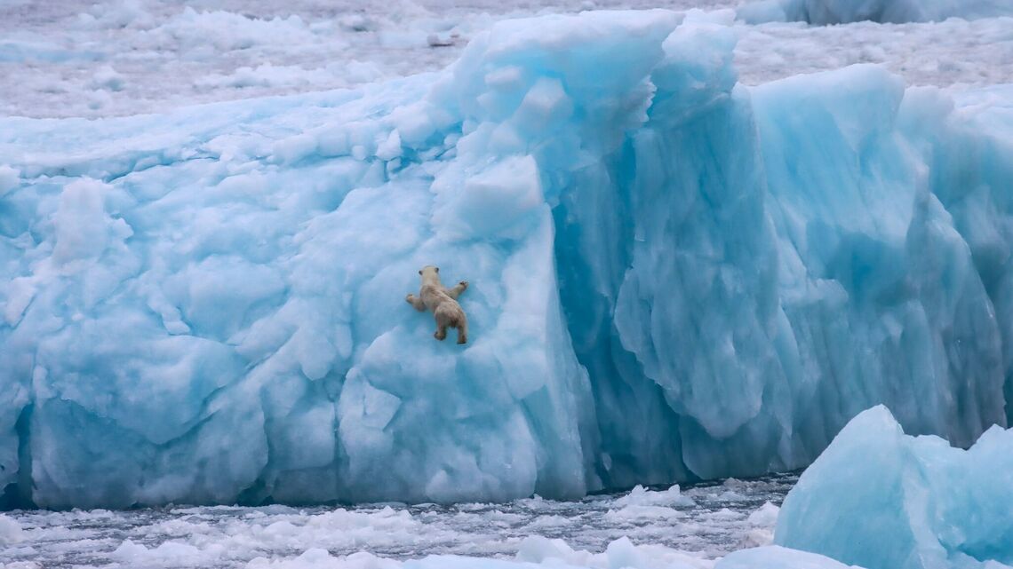 Foxes, hares and polar bears in the frozen wastelands of Greenland 