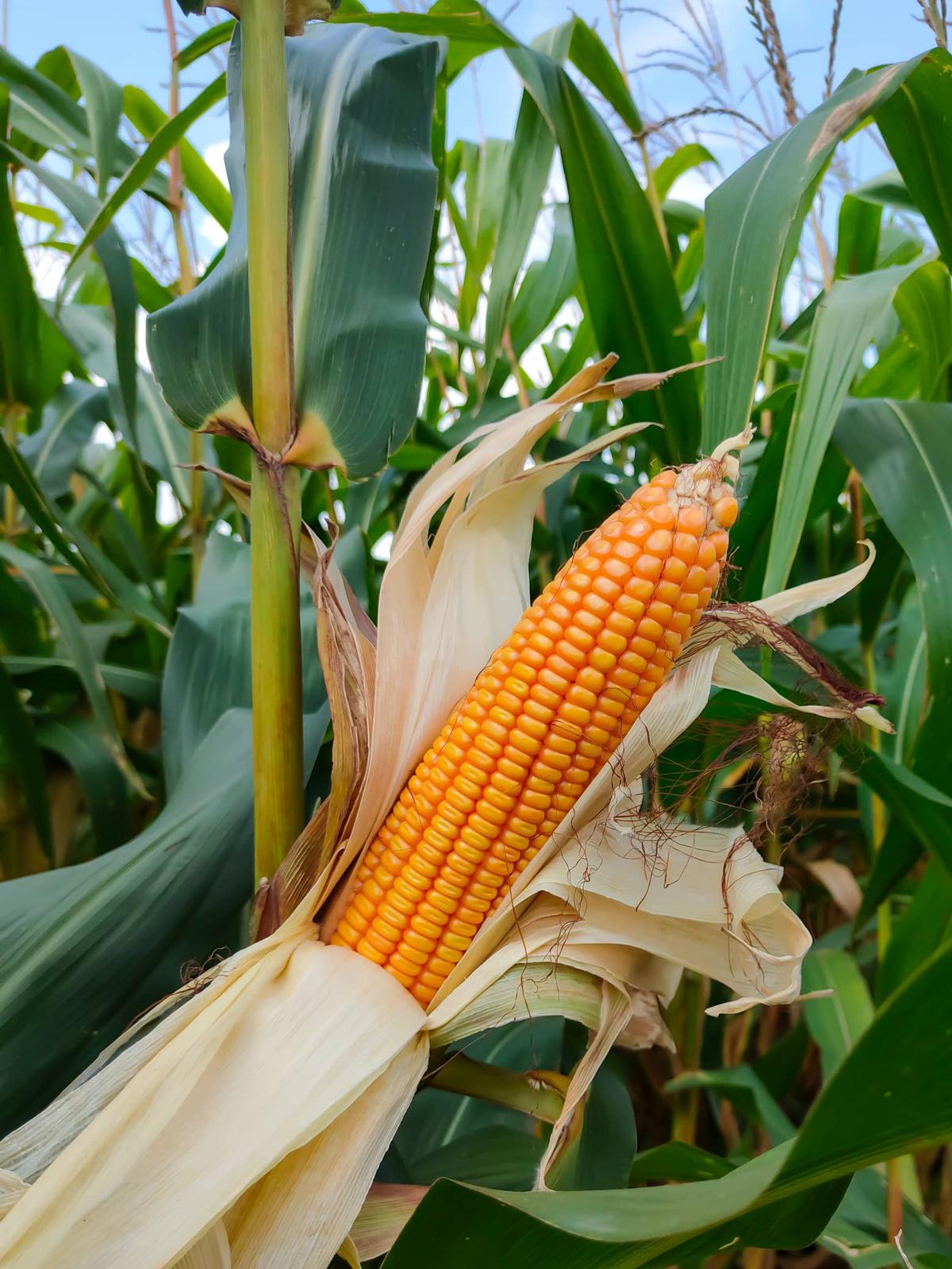  organically ripe corn or maize in the sweet corn field waiting for harvest.