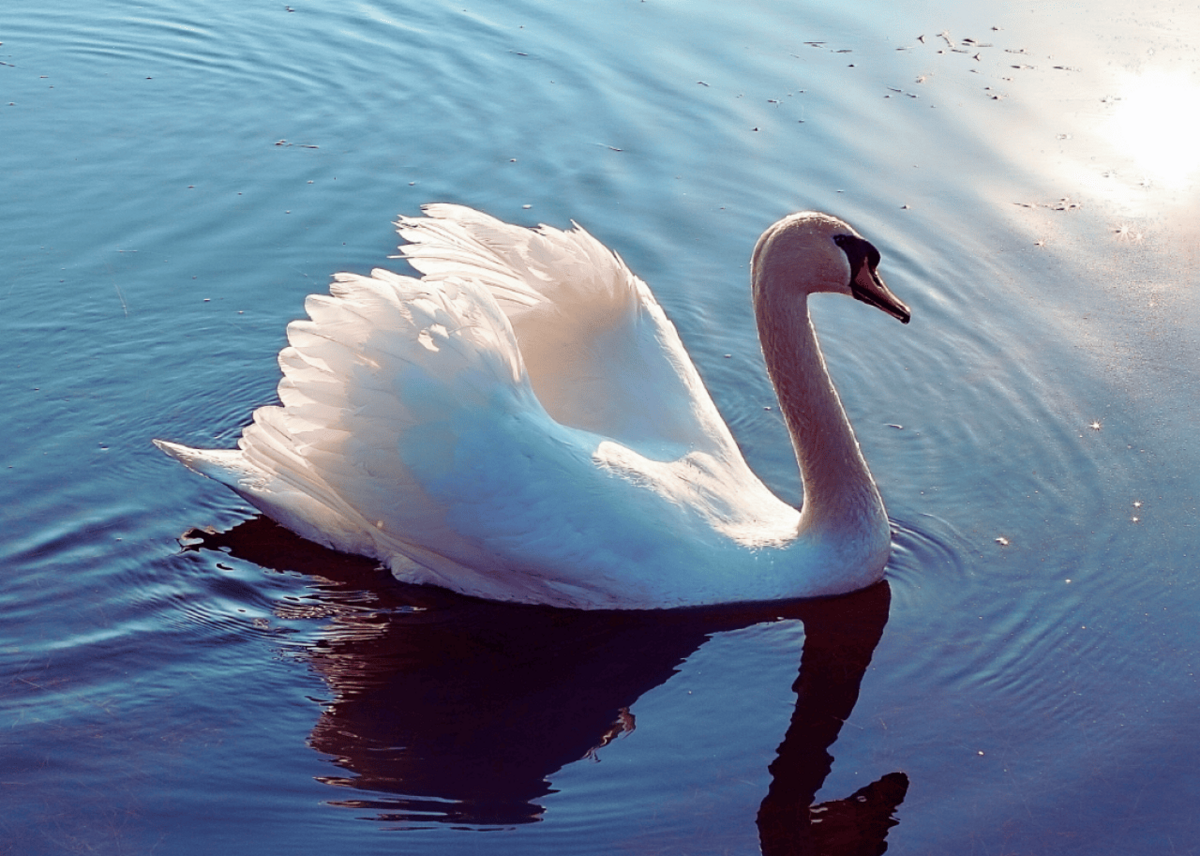  Canva 