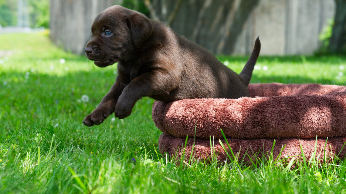 Playful Labradors' Bouncy Ears and Wagging Tails Are the Best Sign of Spring 