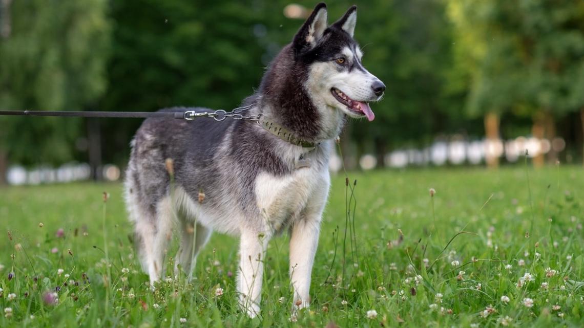 Husky Carefully Checks Every Drain on Walks After Rescuing Chihuahua 