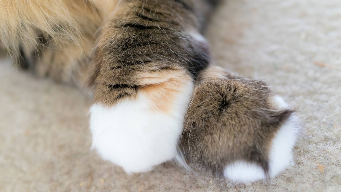Maine Coon Kitten's Gorgeous Fall Coat Looks Like a Pumpkin-Spiced Mocha
