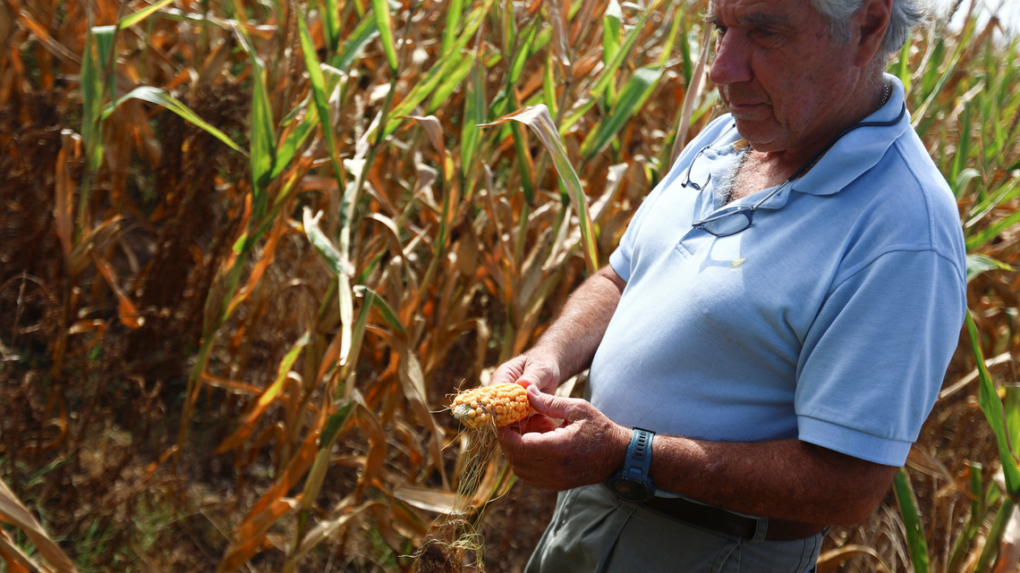 Estimación cosecha maíz de Argentina sube a 70,5 million ton: Bolsa Rosario 