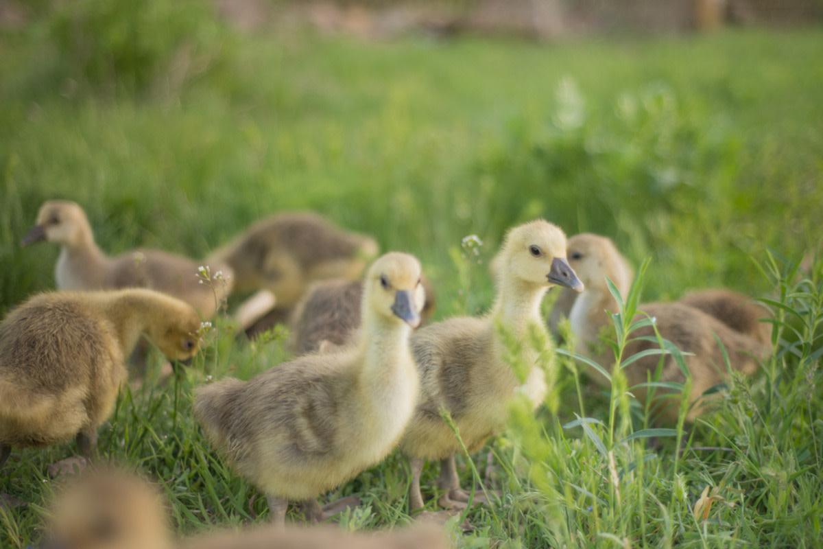  Cute goslings standing in the grass.