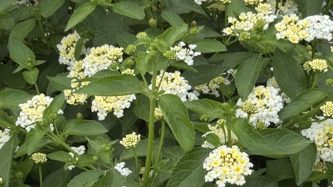 On Gardening: A Luscious Vanilla Breeze will debut next year