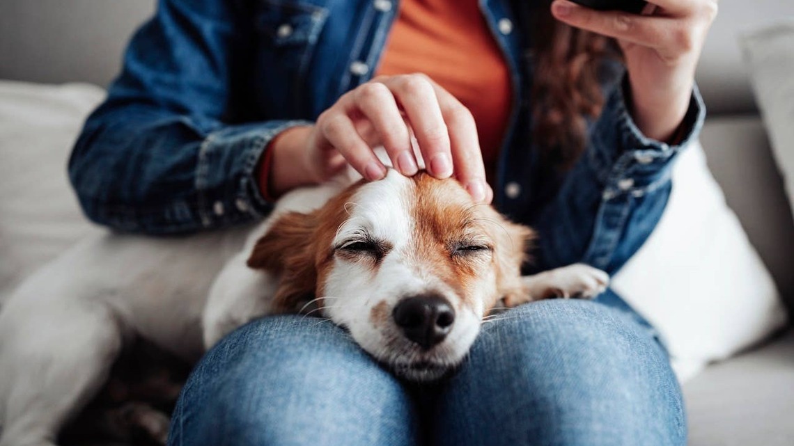3 Signs Your Dog Feels Completely Safe With You, According to Vets