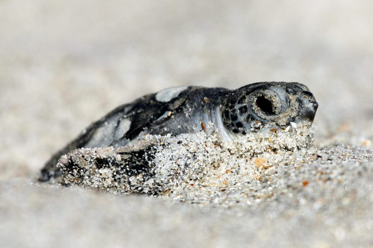  Green sea turtles, like this hatchling in Florida, are endangered due in part to habitat destruction and fishing nets. Keenan Adams/USFWS 