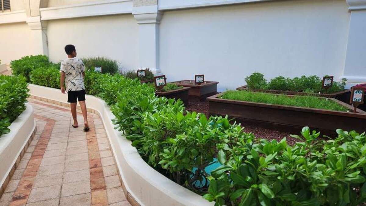  The herb garden offers a glimpse of the freshness of the resort’s food and beverages. Photo credit: Kimberly Miles 