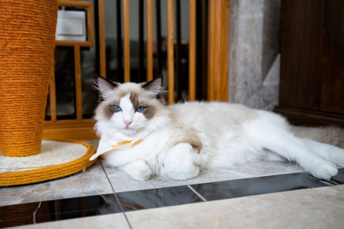  A happy cat laying down in its home.