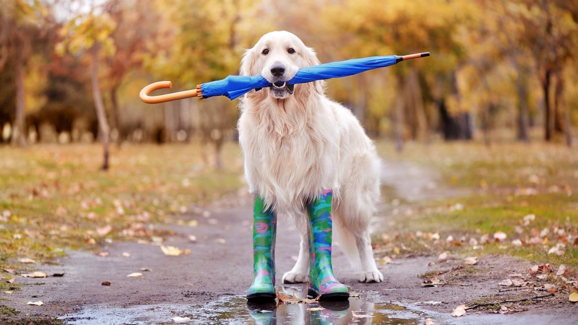 This Golden Retriever Isn't Convinced by This Umbrella, and It Has Us in Stitches 