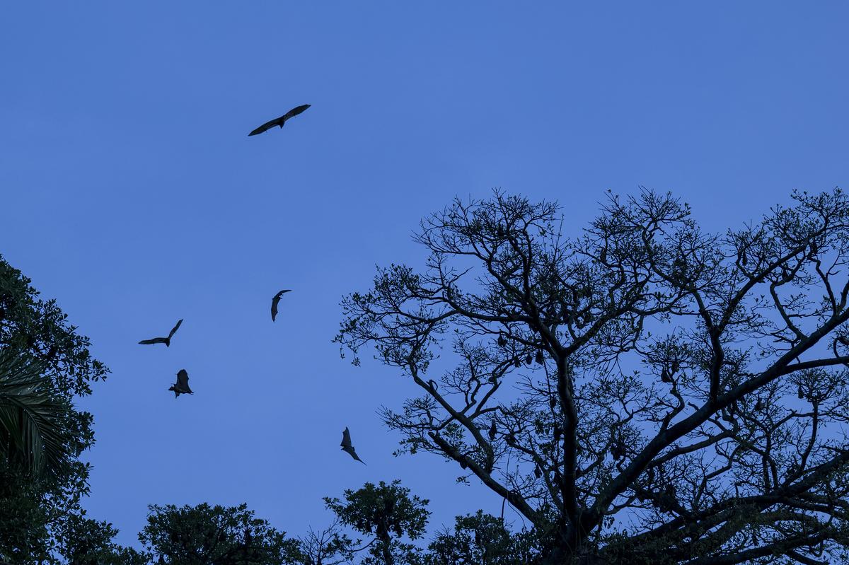 Fruit bats, suspected of carrying the Bundibugyo species of Ebola, fly over the large trees above the mining town of Mongbwalu, Democratic Republic of Congo, on May 26, 2026. In a remote gold mining town at the epicenter of the Ebola outbreak, medical workers struggle to beat back a surge of deaths and infections. (Arlette Bashizi/The New York Times)