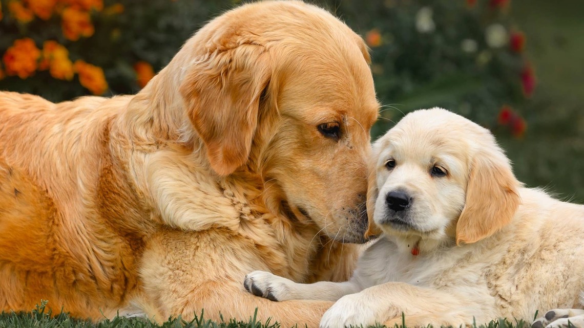 Golden Retriever Snuggles His Mini Me Into the Sweetest Little Cuddle Puddle 