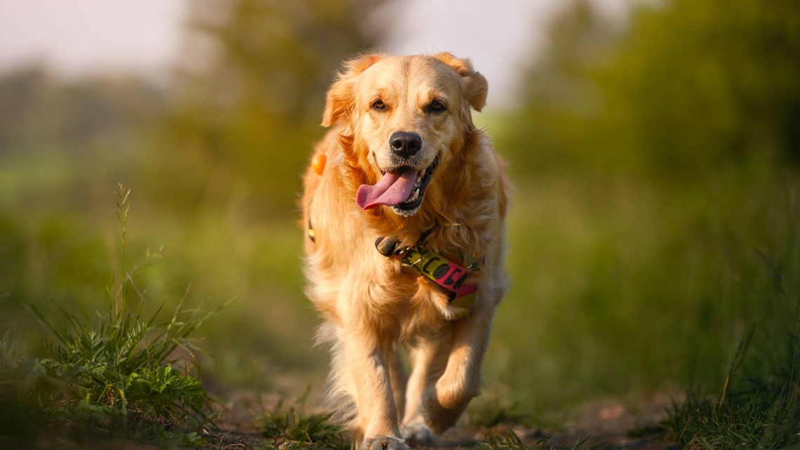 Curious Golden Retriever Gently Pets Tiny Bird He Met While on a Walk, and Hearts Are Melting 