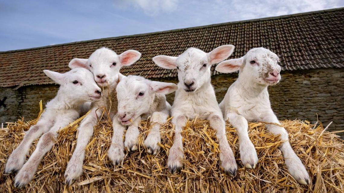 A ‘one-in-a-million' set of quintuplet lambs which have been born at a farm in England. (James Linsell Clark via SWNS). 