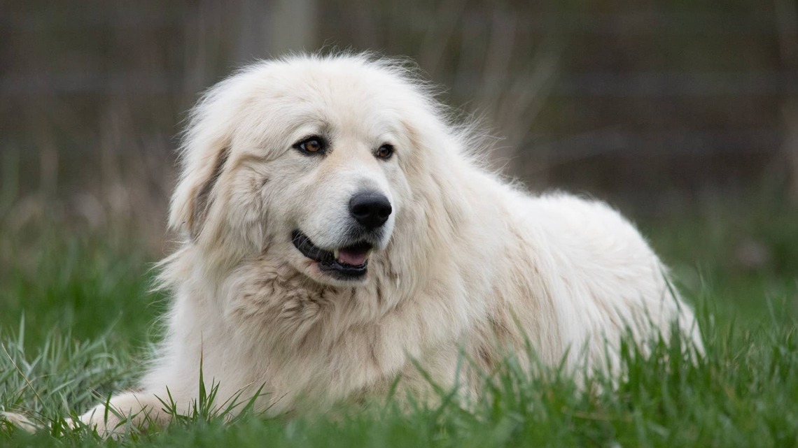 Great Pyrenees Is So White and Fluffy, She Looks Like a 'Domesticated Polar Bear' 