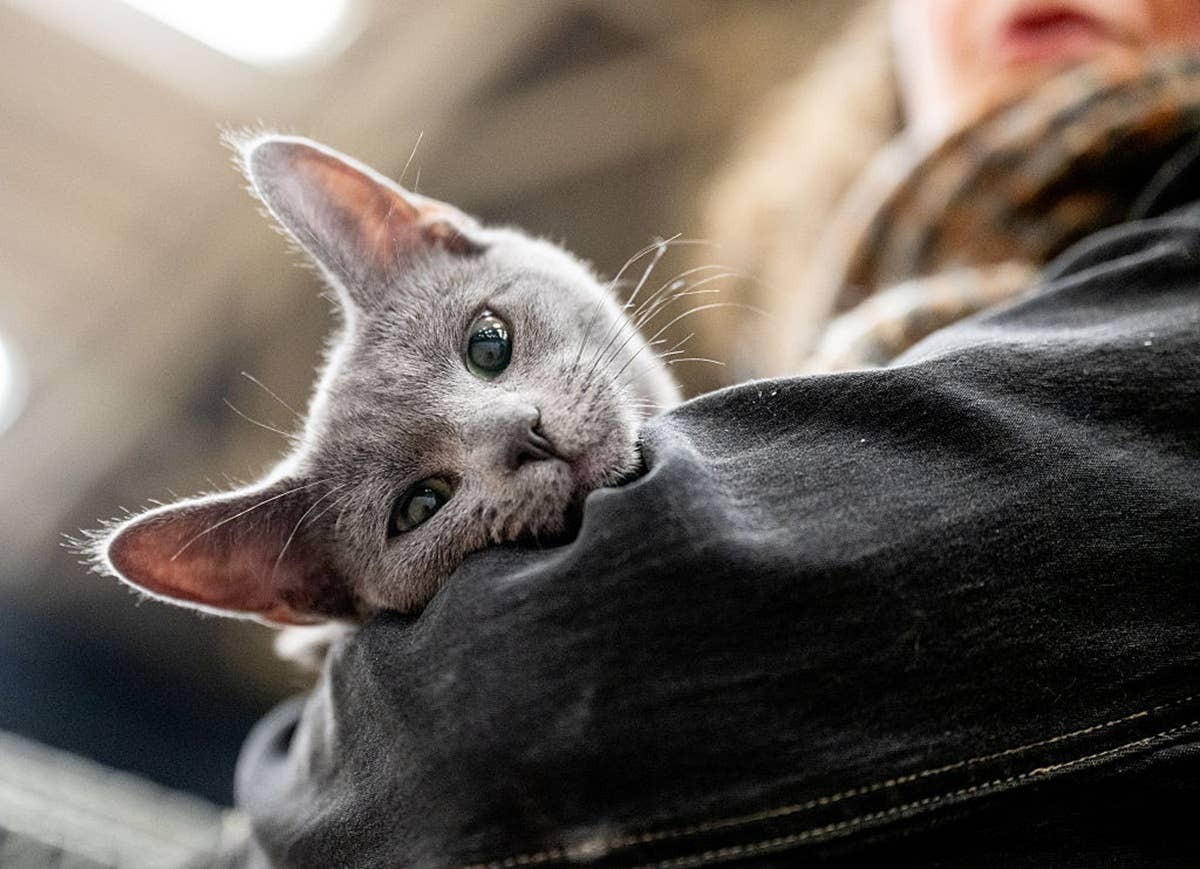  A sensitive cat comforting its pet parent by being affectionate.