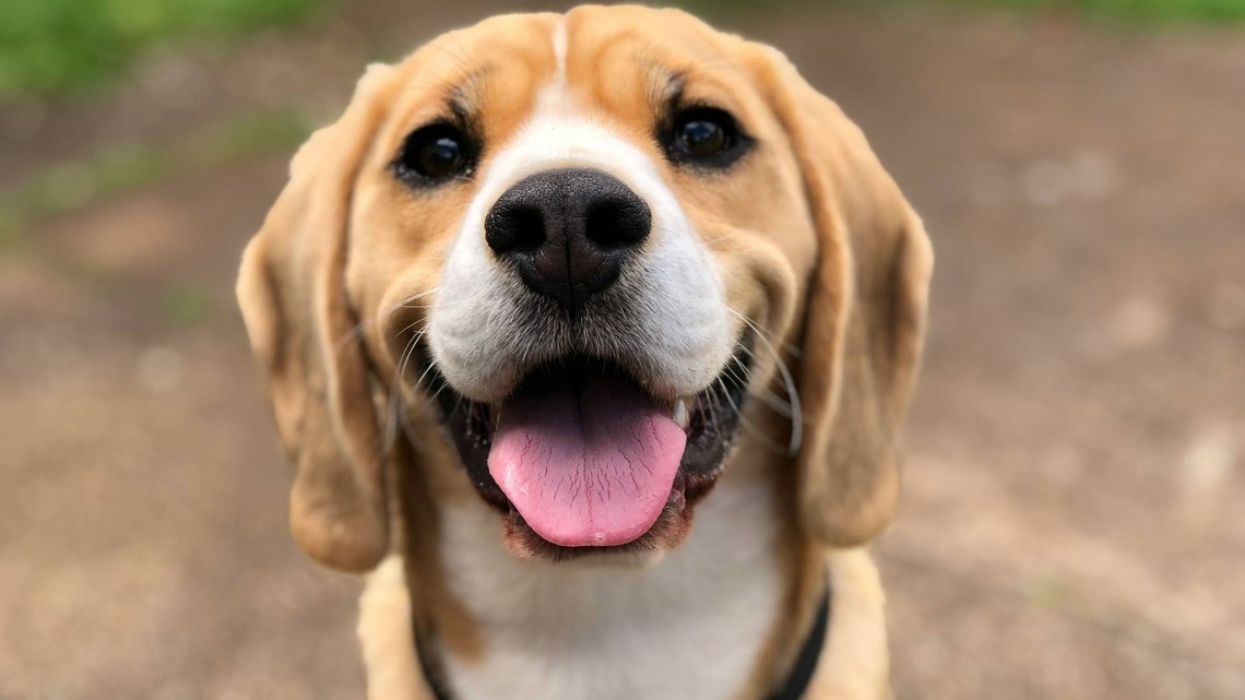 Rescue Beagle Whose Vocal Cords Were Cut From Lab Testing Attempts His First Howl, and It's the Best 