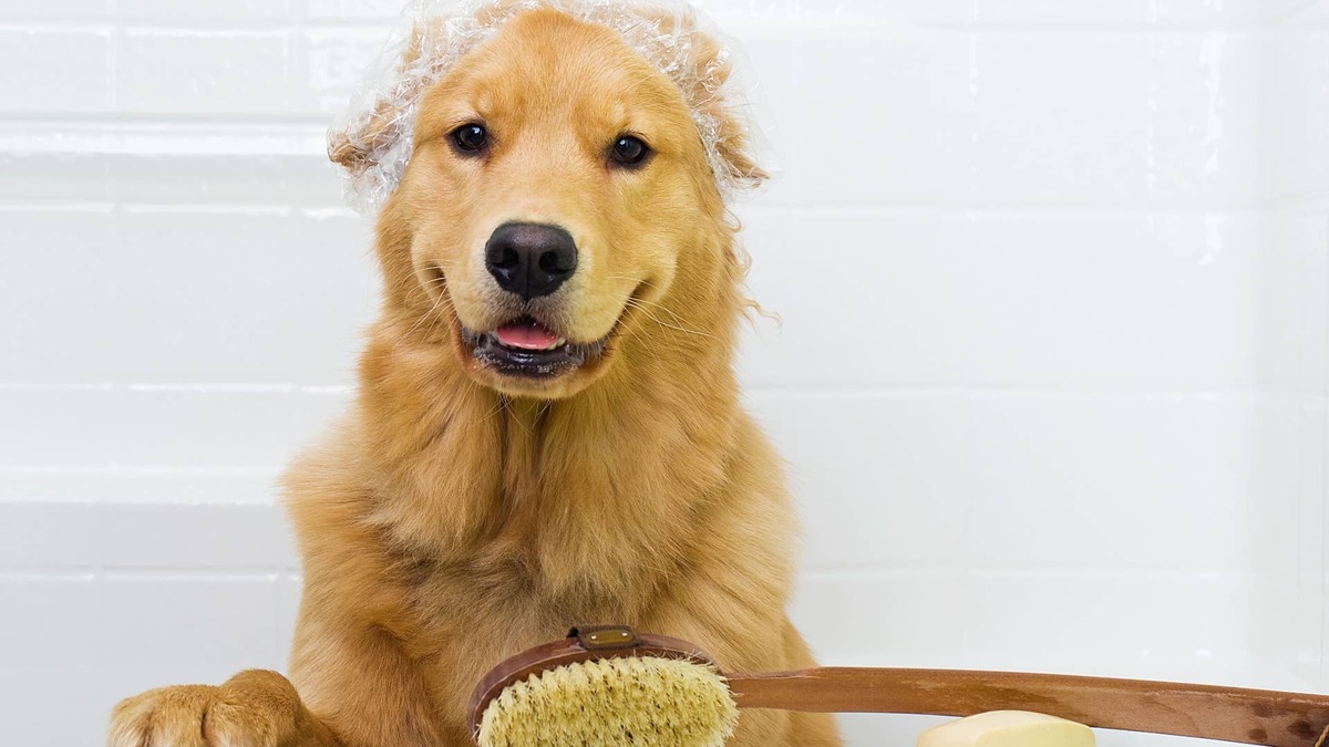 Happy golden retriever.