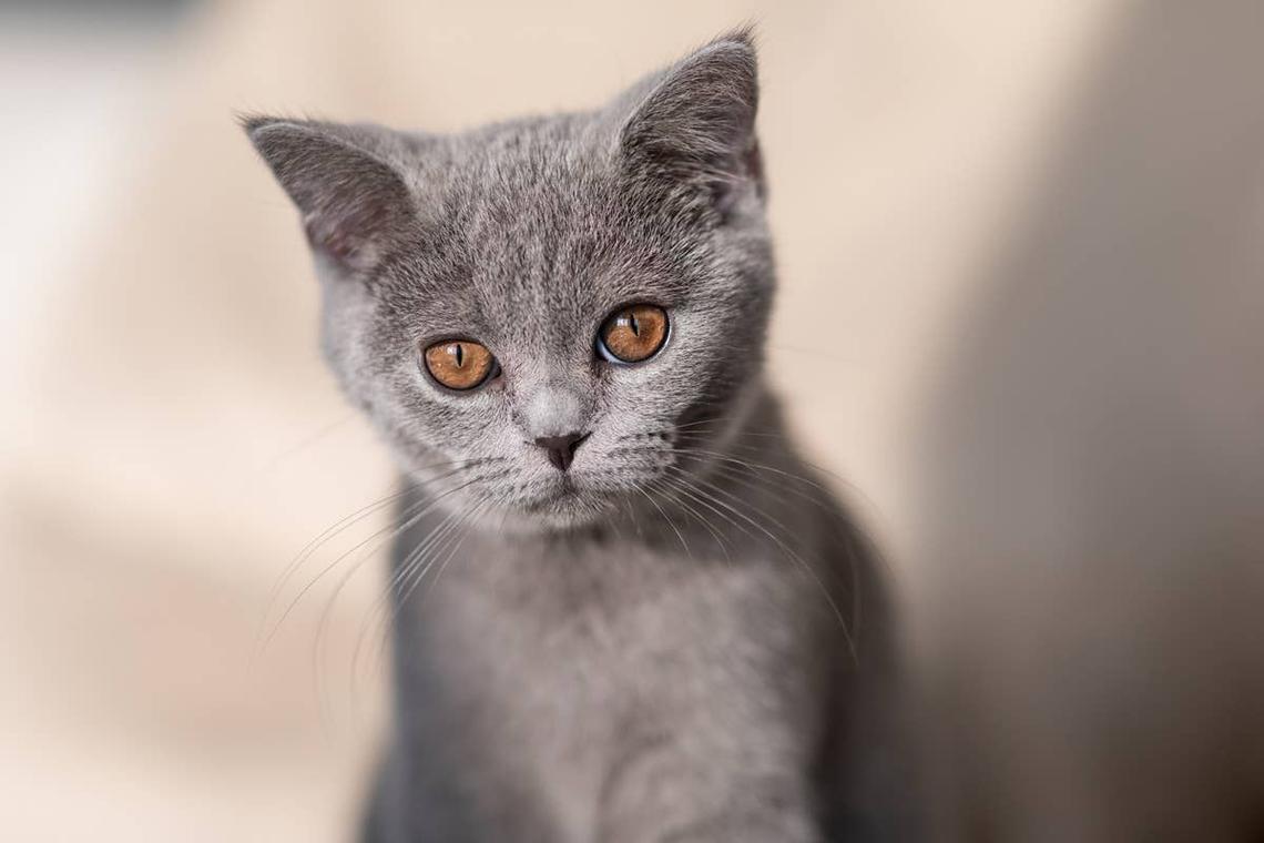  A calm British Shorthair kitten that has Pisces and Aries traits. 