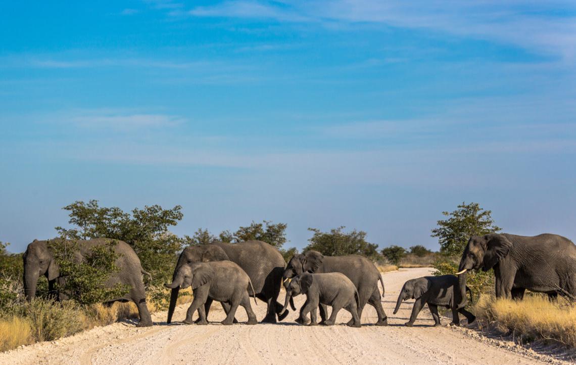 Herd of elephants crossing the road.
