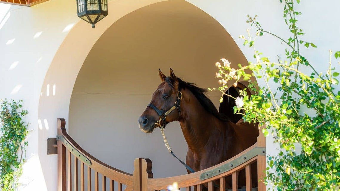 Grade 1 Winner, Top South African Sire Trippi Dies At 29 
