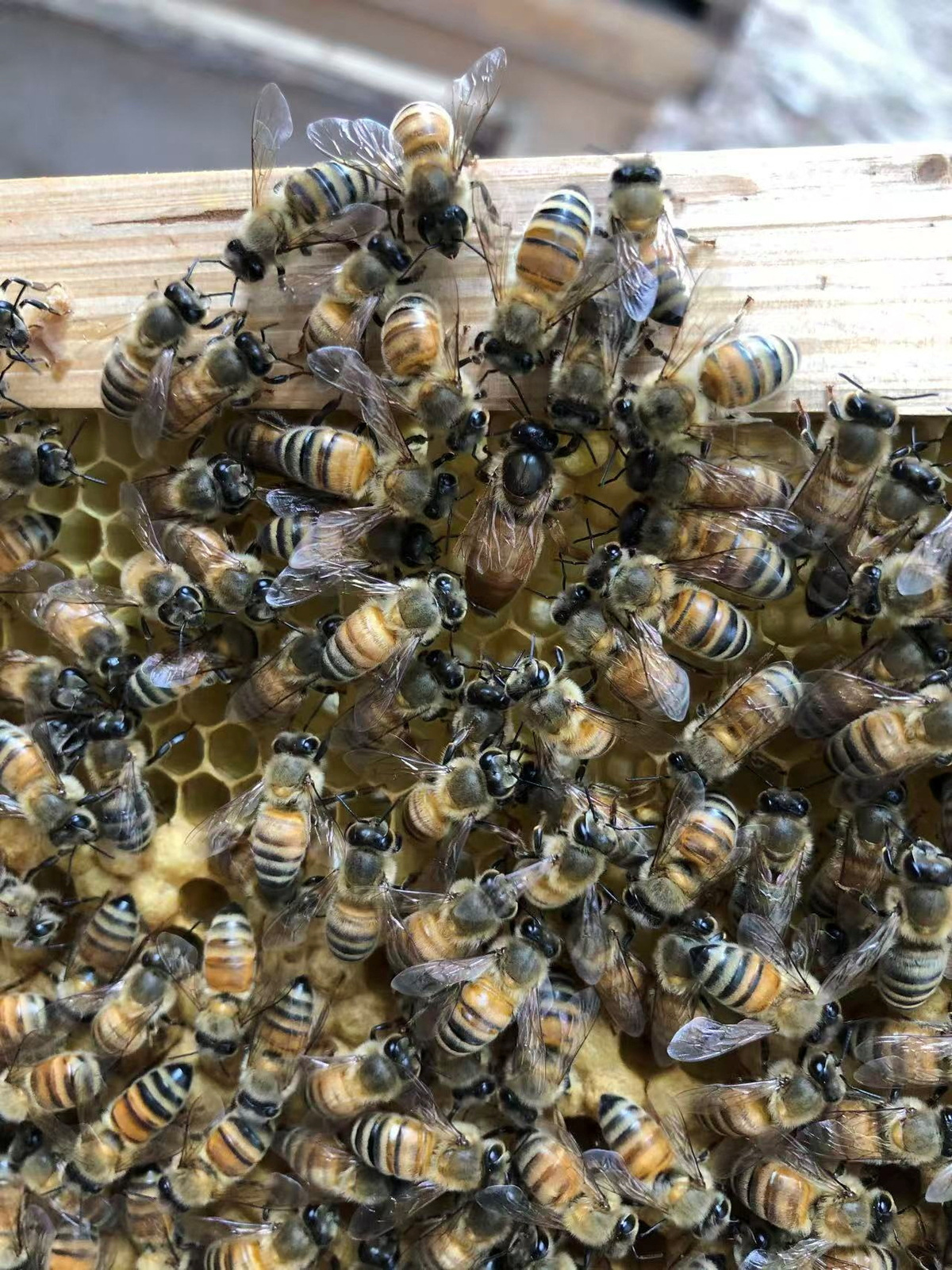 A queen bee is surrounded by worker bees on a honeycomb frame inside a beehive, in this handout picture taken at the National Botanical Garden, in Beijing, China, June 22, 2020, released on June 3, 2026. Kai Wang/Chinese Academy of Agricultural Sciences/Handout via REUTERS