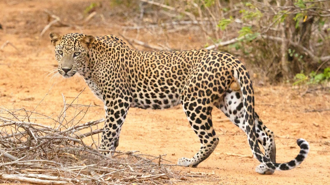 Leopard Picks a Fight With Two Honey Badgers and Instantly Lives to Regret Every Second of It 