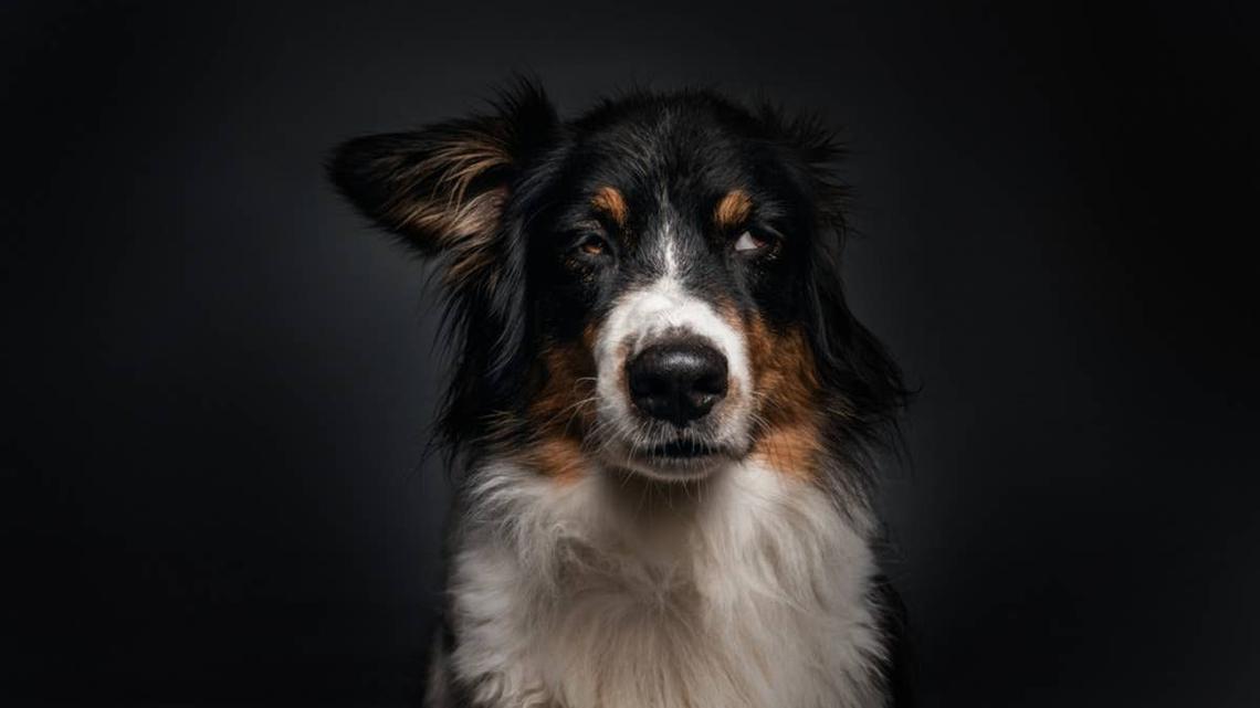 Dad Accidentally Turns off Mini Australian Shepherd's Agility Show-and He's Not Happy About It 