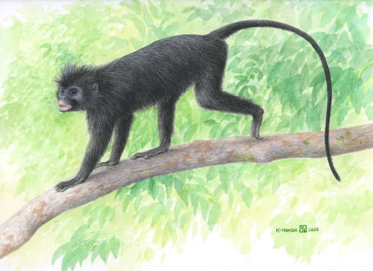  An illustration of Colobus congensis, whose common name is the local vernacular name, "likweli." (Kimio Honda, CC-BY 4.0 via SWNS) 