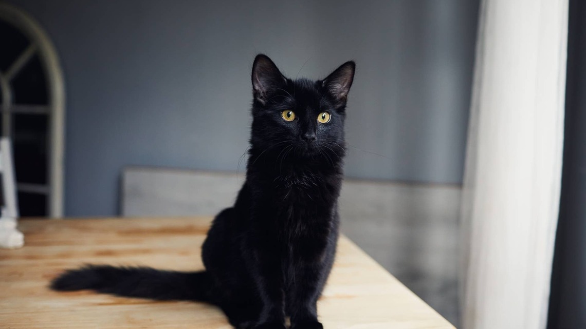 Stunning 20-Year-Old Black Cat With Golden Eyes Proves Age Is Just a Number 